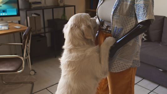A Cleaner Home Starts With a Calmer Pet Care Routine