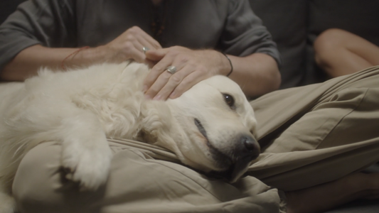 Why Gentle Touch Matters in Everyday Dog Grooming