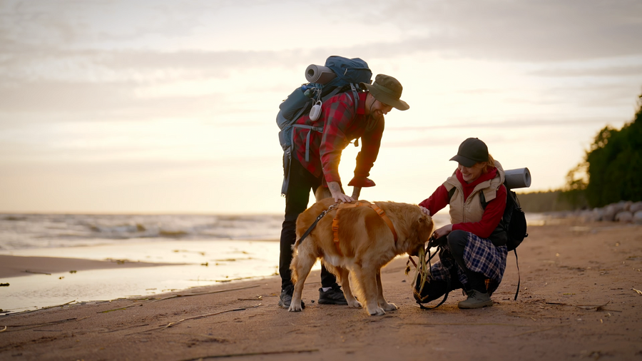 From Walks to Wash Days: Building a Complete Pet Hygiene Routine