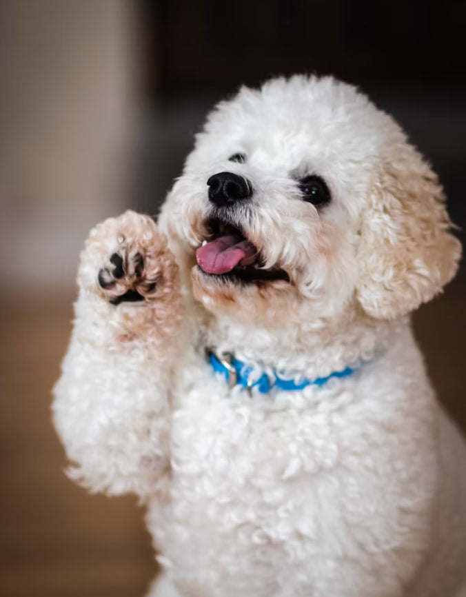 Gift Picks For Gentle Pets