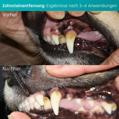 Dog Toothbrush Starter Kit For Clean Teeth