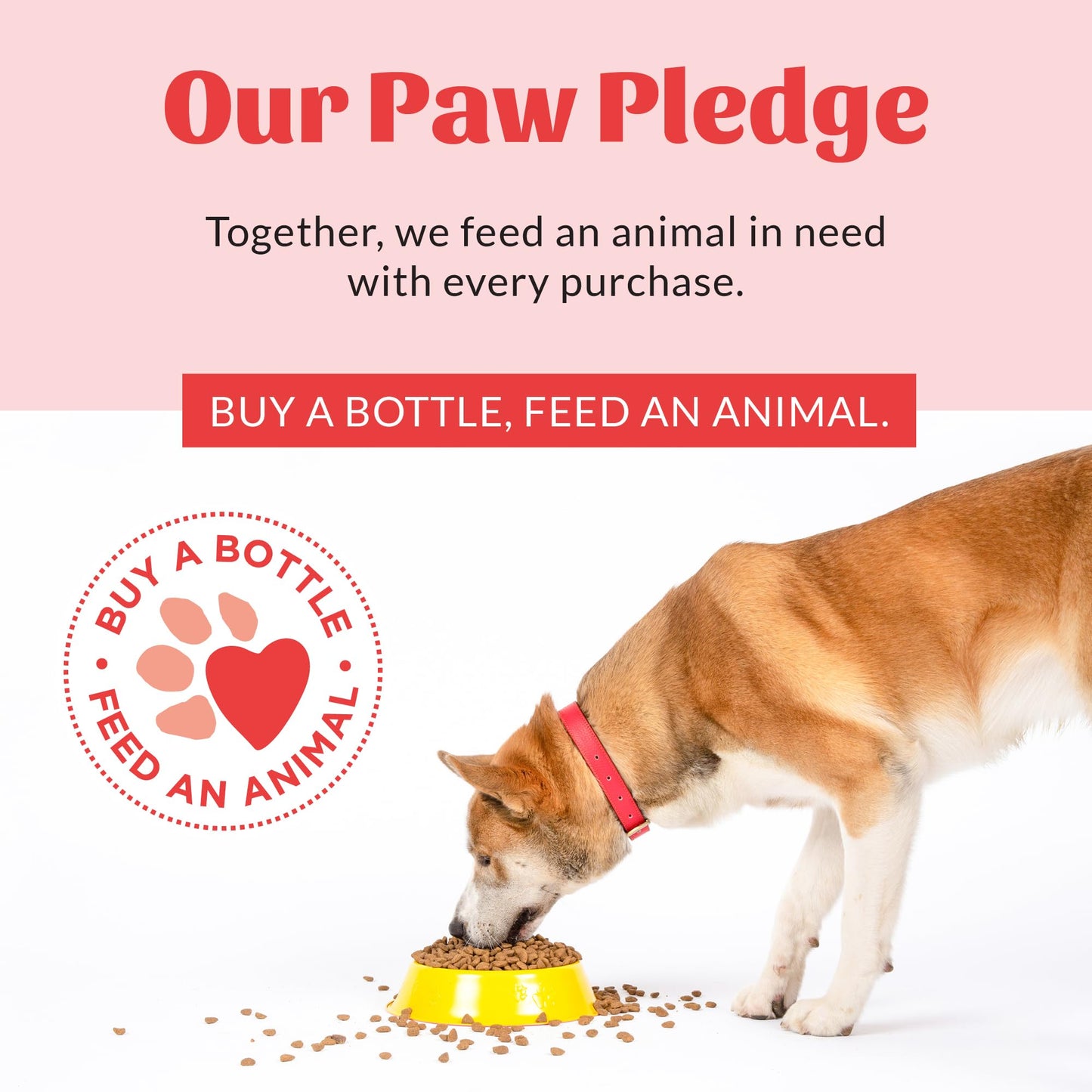 Prebiotic Pet Balm For Dry Paws & Noses