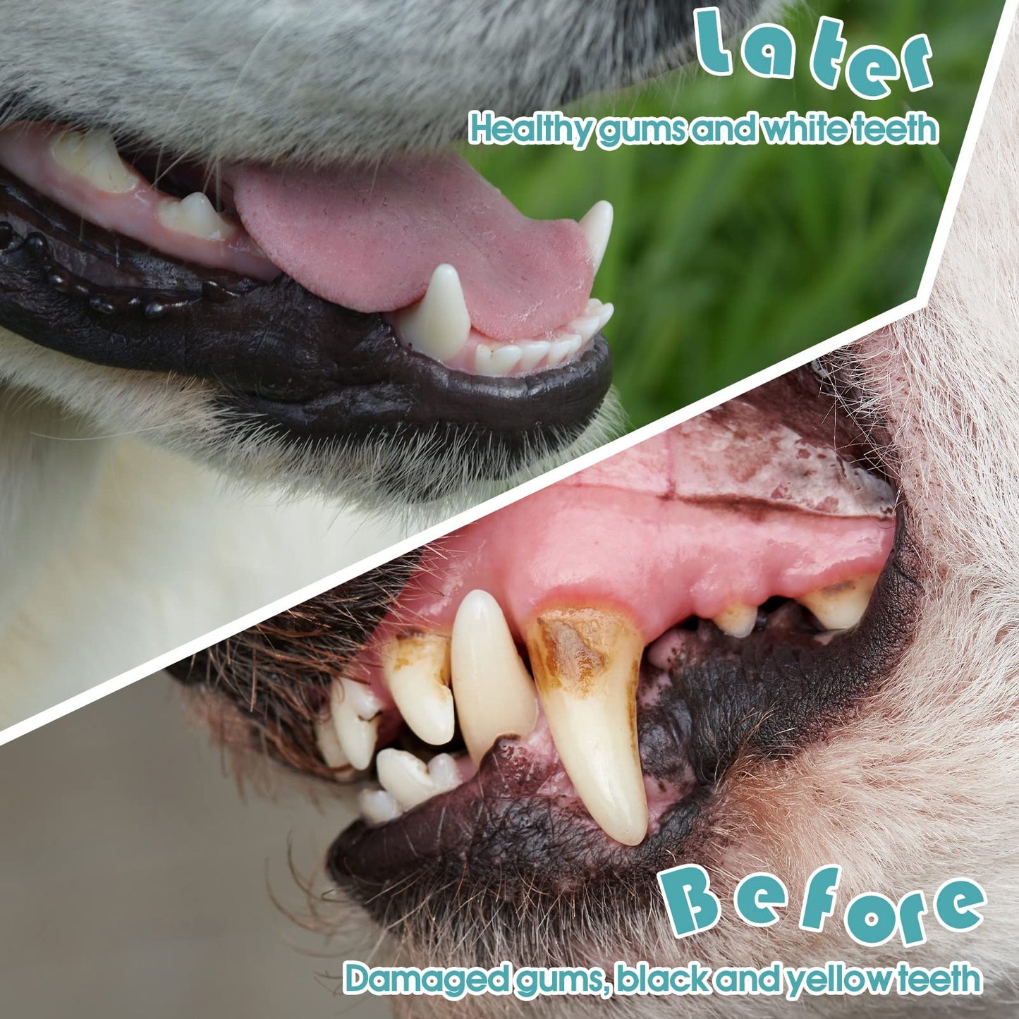 Double Head Pet Toothbrush Set For Daily Care