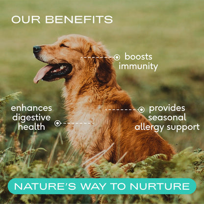 Salmon Oil & Colostrum Powder For Dogs