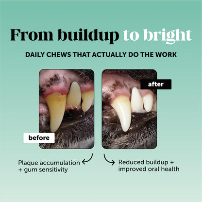 Natural Dental Sticks For Cleaner Dog Teeth
