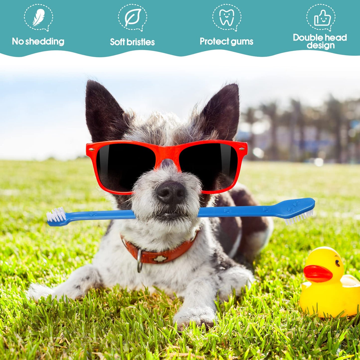 Double Head Pet Toothbrush Set For Daily Care