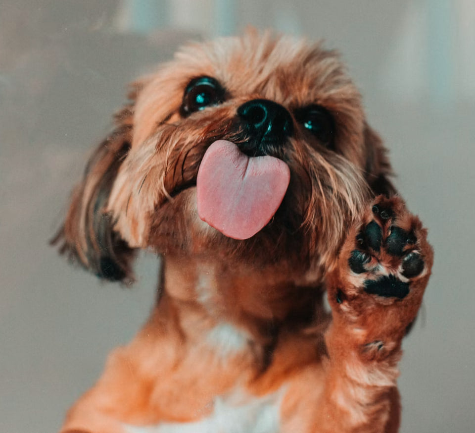 Most loved pet care favorite